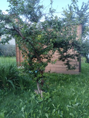 Коллективный сад номер 7, участок 58 в Саки - saki.yutvil.ru - фото 28 Коллективный сад номер 7, участок 58 в Саки - saki.yutvil.ru - фото 28